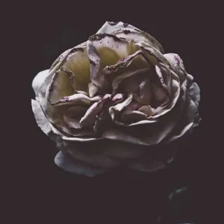 بَـــ مُــهَاجِــر ــوْحٌ