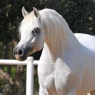 منابر