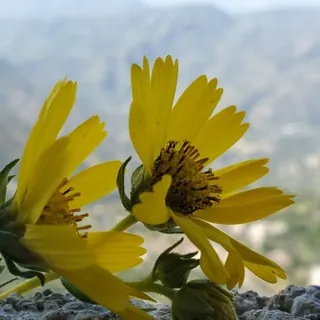 همسة روح