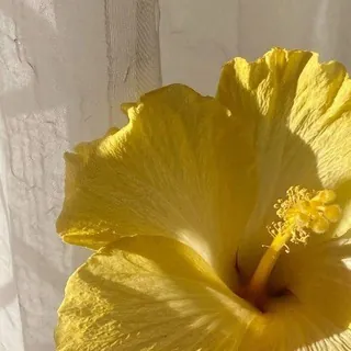 وردَة عِطرية ❥