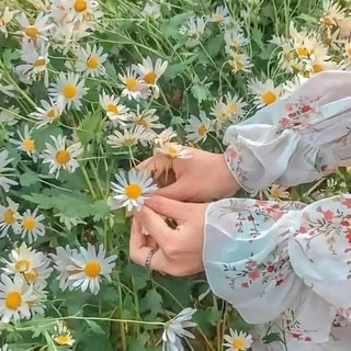 ســـلامْ وَ أُقحوان ..🌼🕊️
