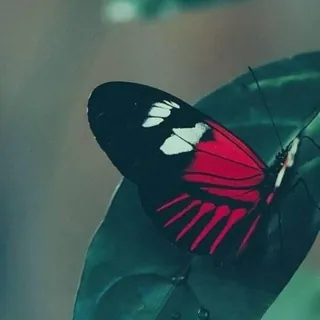أثرِ الفراشات 🌷