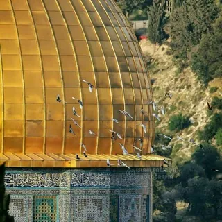 وجَنَىَ الجَنَّتَينِ دَان