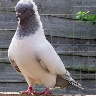 طير الحمام