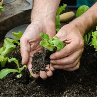 🏡 الزراعة المنزلية 👩‍🌾