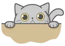 Cat Fullmoon