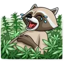 Criminal Raccoon