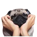 Meet The Pugs ( @Perkovec )
