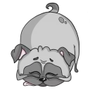 Pug