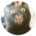 Stupid cats