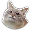 The cat Jazz
