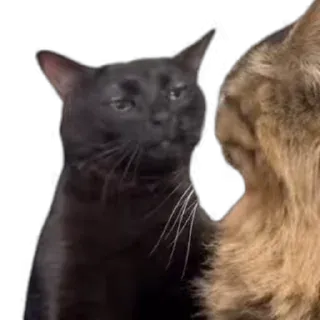 TikTok Animals @TgSticker
