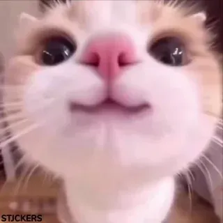 @stjckers شماره مجازی ارزان👉🏼 @Majazinoo_accbot